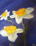Narcis (te koop)